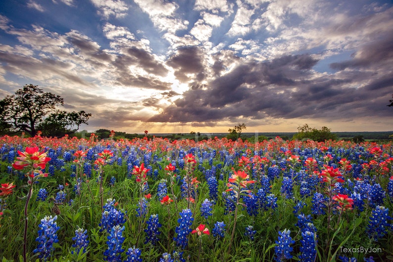 Texas Bluebonnets Springtime Sun Sky Paintbrush original photograph Canvas Art Wild Flowers Landscape Photo image 1