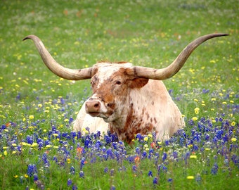 Texas Longhorn Bluebonnets Springtime original photograph - Canvas Art Wild Flowers Landscape Photo