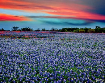 Texas Bluebonnets Springtime Sunset Paintbrush original photograph - Canvas Art Wild Flowers Landscape Photo