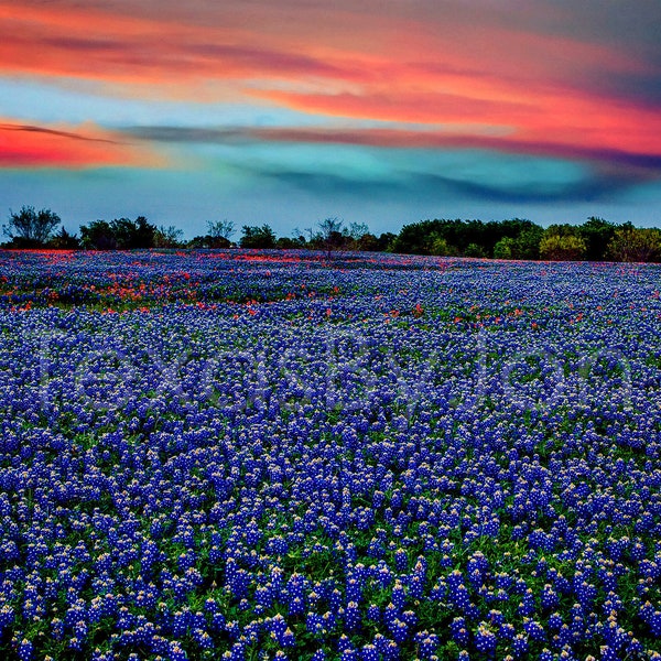 Texas Bluebonnets Springtime Sunset Paintbrush original photograph - Canvas Art Wild Flowers Landscape Photo