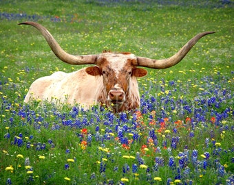 Texas Longhorn Bluebonnets Springtime original photograph - Canvas Art Wild Flowers Landscape Photo