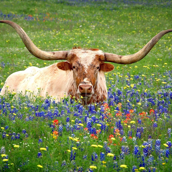 Texas Longhorn Bluebonnets Springtime original photograph - Canvas Art Wild Flowers Landscape Photo