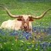 see more listings in the Texas Landscapes section