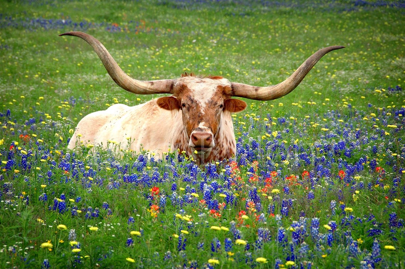 Texas Longhorn Bluebonnets Springtime original photograph Canvas Art Wild Flowers Landscape Photo image 1