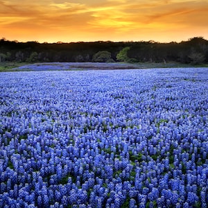 Texas Springtime Sunset Vista Bluebonnets original photograph - Canvas Art Wild Flowers Landscape Photo