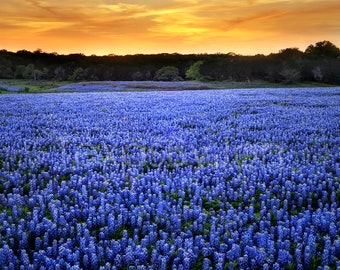 Texas Springtime Sunset Vista Bluebonnets original photograph - Canvas Art Wild Flowers Landscape Photo