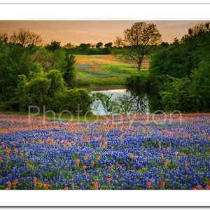 Photo originale de Texas Bluebonnets Springtime Sunset Paintbrush Pond Photo de paysage de fleurs sauvages sur toile image 4