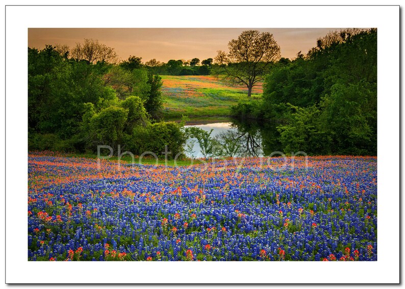 Photo originale de Texas Bluebonnets Springtime Sunset Paintbrush Pond Photo de paysage de fleurs sauvages sur toile image 4