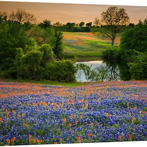 Photo originale de Texas Bluebonnets Springtime Sunset Paintbrush Pond Photo de paysage de fleurs sauvages sur toile image 3