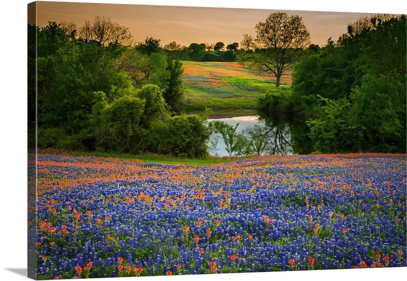 Texas Bluebonnets Springtime Sunset Paintbrush Pond original photograph Canvas Art Wild Flowers Landscape Photo image 3