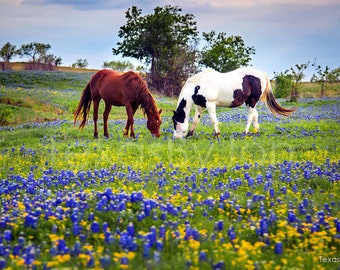 Texas Bluebonnets Springtime Horse Pasture original photograph - Canvas Art Wild Flowers Landscape Photo