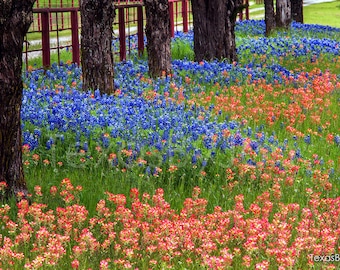 Texas Bluebonnets Springtime Paintbrush Treeline original photograph - Canvas Art Wild Flowers Landscape Photo
