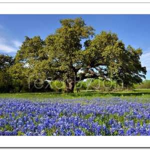 Texas Wildflower Bluebonnets Oak Tree original photograph Canvas Art Wild Flowers Landscape Photo image 4