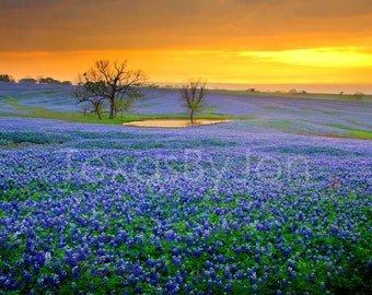 Texas Springtime Sunset Vista Bluebonnets Field Pond original photograph - Canvas Art Wild Flowers Landscape Photo