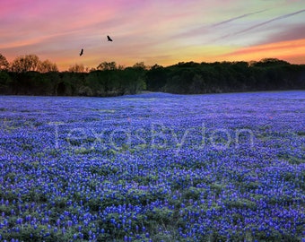 Texas Springtime Sunset Bluebonnets Field Eagles original photograph - Canvas Art Wild Flowers Landscape Photo