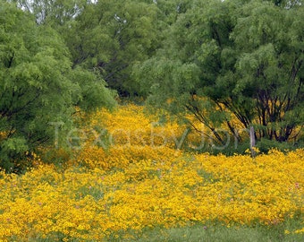 Texas Wildflower Field Daisies original photograph - Canvas Art Wild Flowers Landscape Photo