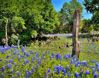 Texas Wildflower Bluebonnets Fence Cactus original photograph - Canvas Art Wild Flowers Landscape Photo