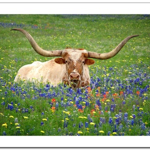 Texas Longhorn Bluebonnets Springtime original photograph Canvas Art Wild Flowers Landscape Photo image 4