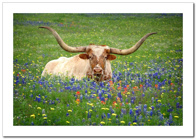 Texas Longhorn Bluebonnets Springtime original photograph Canvas Art Wild Flowers Landscape Photo image 4