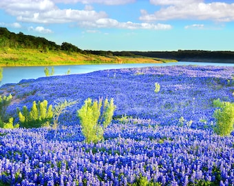 Texas Bluebonnets Springtime River original photograph - Canvas Art Wild Flowers Landscape Photo