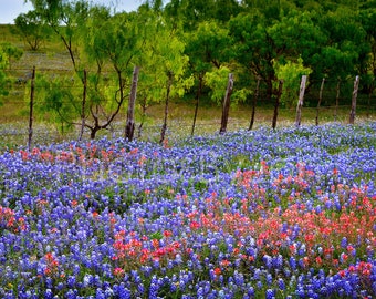 Texas Springtime Bluebonnets Paintbrush Fence original photograph - Canvas Art Wild Flowers Landscape Photo