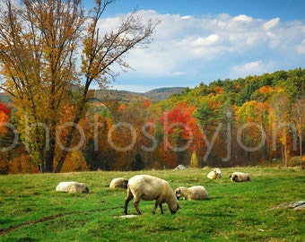 Pasture - 8 x 12 signed original photograph - New Hampshire Landscape