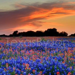 Texas Wildflower Bluebonnets Paintbrush Sunset original photograph - Canvas Art Wild Flowers Landscape Photo