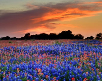 Texas Wildflower Bluebonnets Paintbrush Sunset original photograph - Canvas Art Wild Flowers Landscape Photo