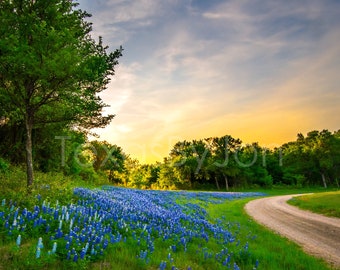 Texas Bluebonnets Springtime Vista Sunset Road Sky original photograph - Canvas Art Wild Flowers Landscape Photo