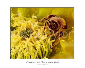 Honey Bee Macro Photograph - 11x14 poster style print