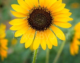 Texas Sunflower original photograph - Canvas Art Wild Flowers Landscape Photo