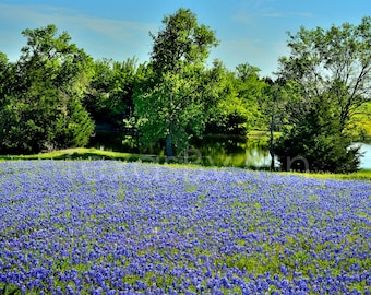 Texas Springtime Bluebonnets Lake original photograph - Canvas Art Wild Flowers Landscape Photo