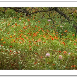 Texas Wildflower Field Rustic Indian Blanket original photograph Canvas Art Wild Flowers Landscape Photo image 4