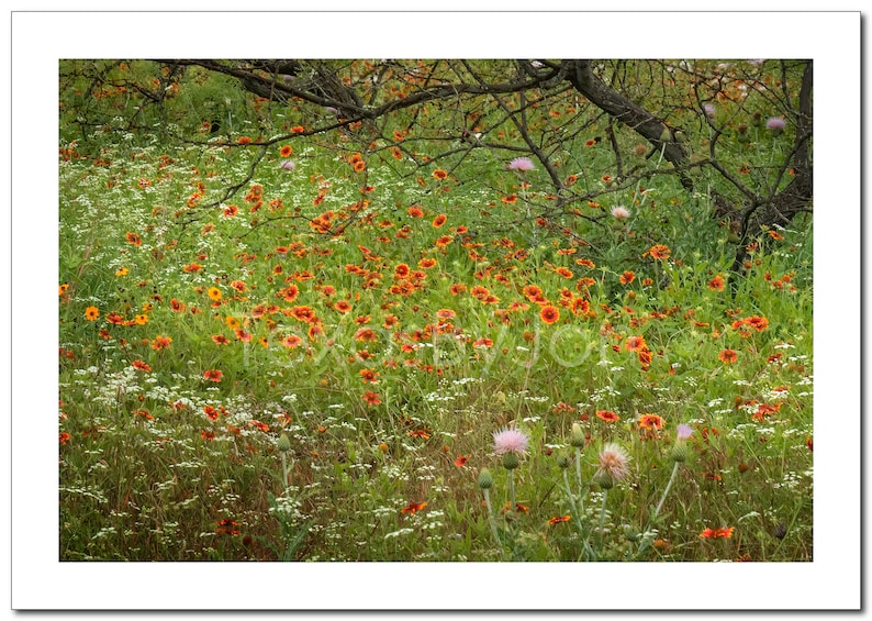 Texas Wildflower Field Rustic Indian Blanket original photograph Canvas Art Wild Flowers Landscape Photo image 4