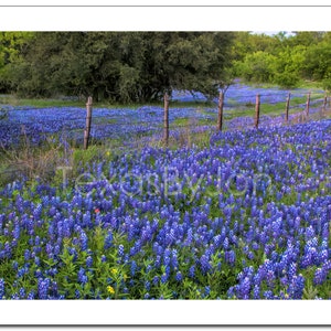 Texas Springtime Bluebonnets Fence original photograph Canvas Art Wild Flowers Landscape Photo image 4