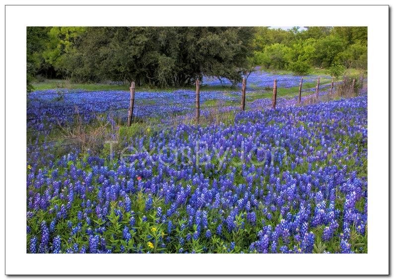 Texas Springtime Bluebonnets Fence original photograph Canvas Art Wild Flowers Landscape Photo image 4