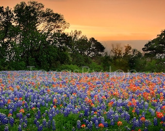 Texas Wildflower Bluebonnets Paintbrush Sunset original photograph - Canvas Art Wild Flowers Landscape Photo