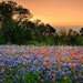 see more listings in the Texas Landscapes section