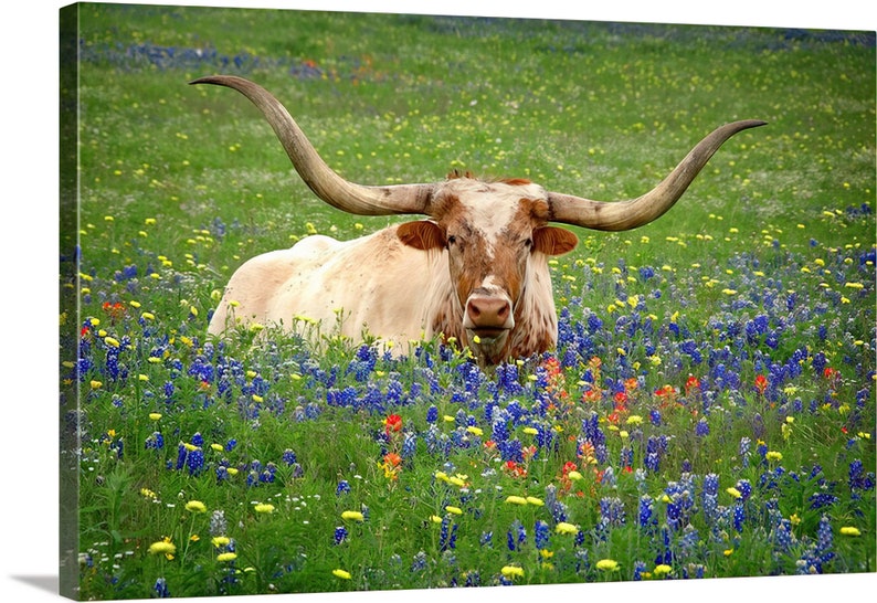 Texas Longhorn Bluebonnets Springtime original photograph Canvas Art Wild Flowers Landscape Photo image 3