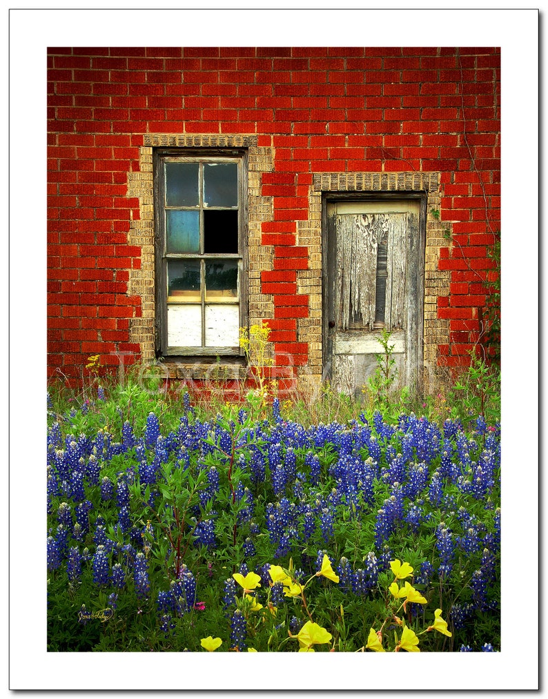 Texas Wildflower Bluebonnets Door Red Brick original photograph Canvas Art Wild Flowers Landscape Photo image 4