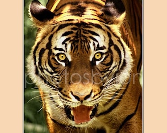 Nice Kitty 12 x 16 poster style photographic print - Tiger face