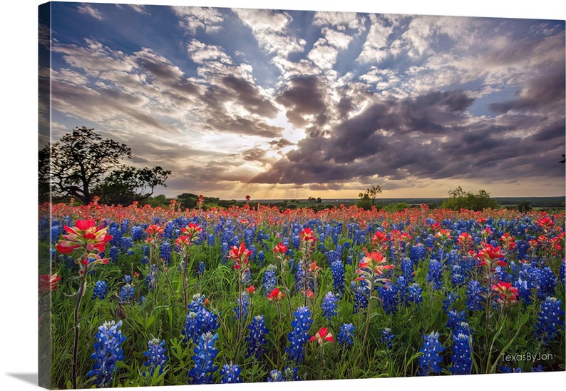 Texas Bluebonnets Springtime Sun Sky Paintbrush original photograph Canvas Art Wild Flowers Landscape Photo image 3