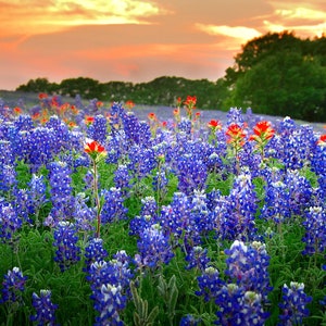Texas Bluebonnets Springtime Sunset Vista Paintbrush original photograph - Canvas Art Wild Flowers Landscape Photo