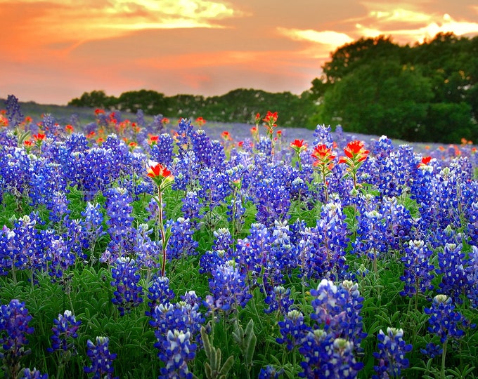 Featured listing image: Texas Bluebonnets Springtime Sunset Vista Paintbrush original photograph - Canvas Art Wild Flowers Landscape Photo