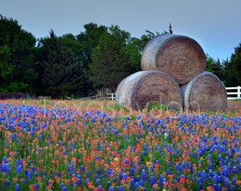 Texas Wildflower Bluebonnets Paintbrush Hay Bales original photograph - Canvas Art Wild Flowers Landscape Photo