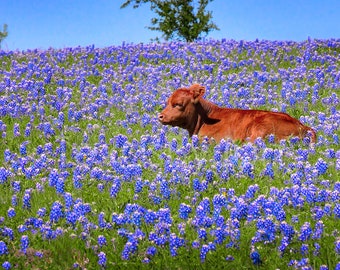 Texas Springtime Bluebonnets Calf original photograph - Canvas Art Wild Flowers Landscape Photo