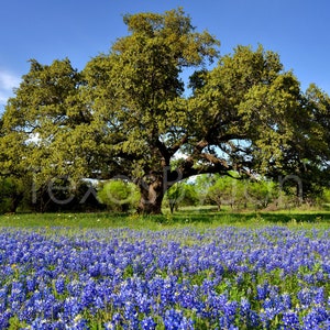 Texas Wildflower Bluebonnets Oak Tree original photograph Canvas Art Wild Flowers Landscape Photo image 1