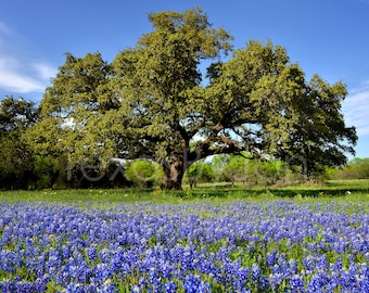 Texas Wildflower Bluebonnets Oak Tree original photograph - Canvas Art Wild Flowers Landscape Photo