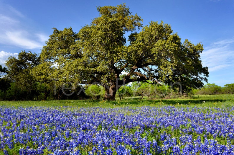 Texas Wildflower Bluebonnets Oak Tree original photograph Canvas Art Wild Flowers Landscape Photo image 1