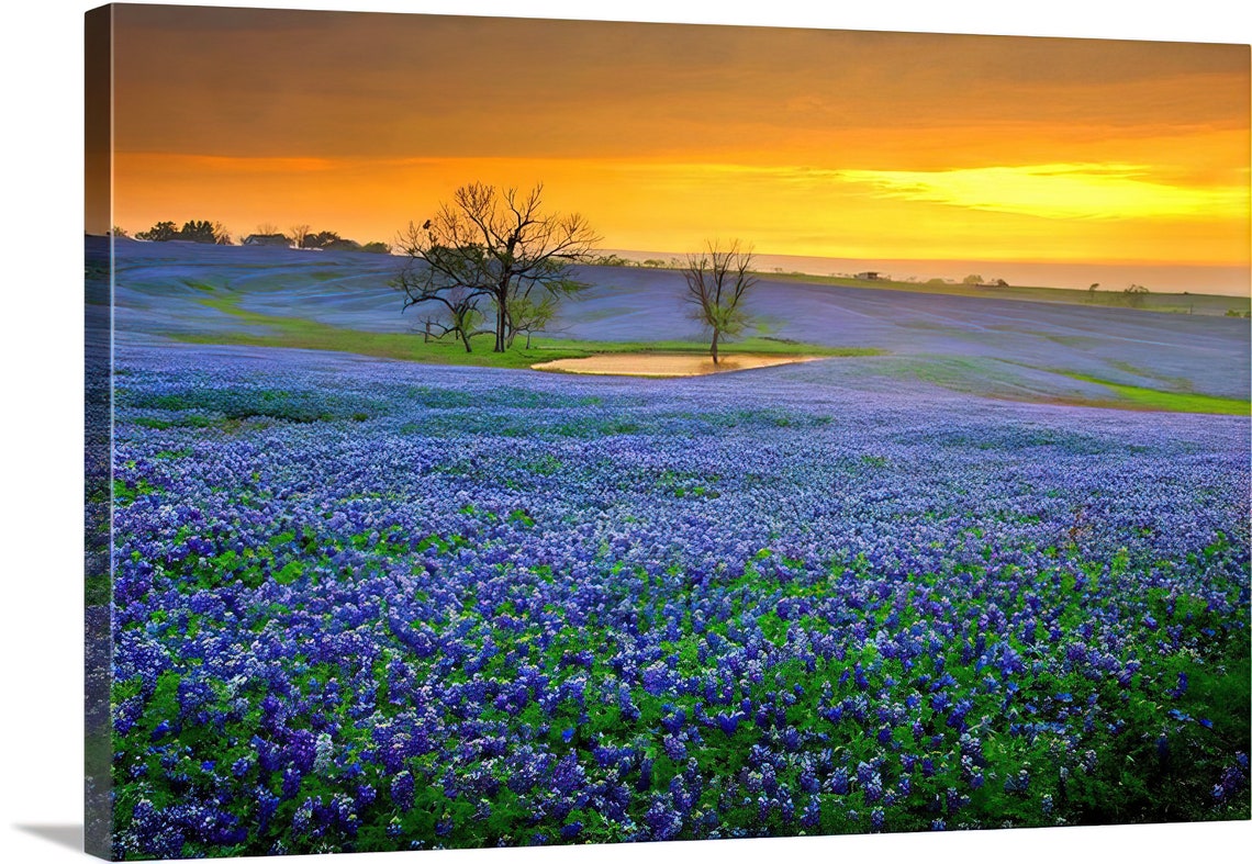 Texas Springtime Sunset Vista Bluebonnets Field Pond Original ...